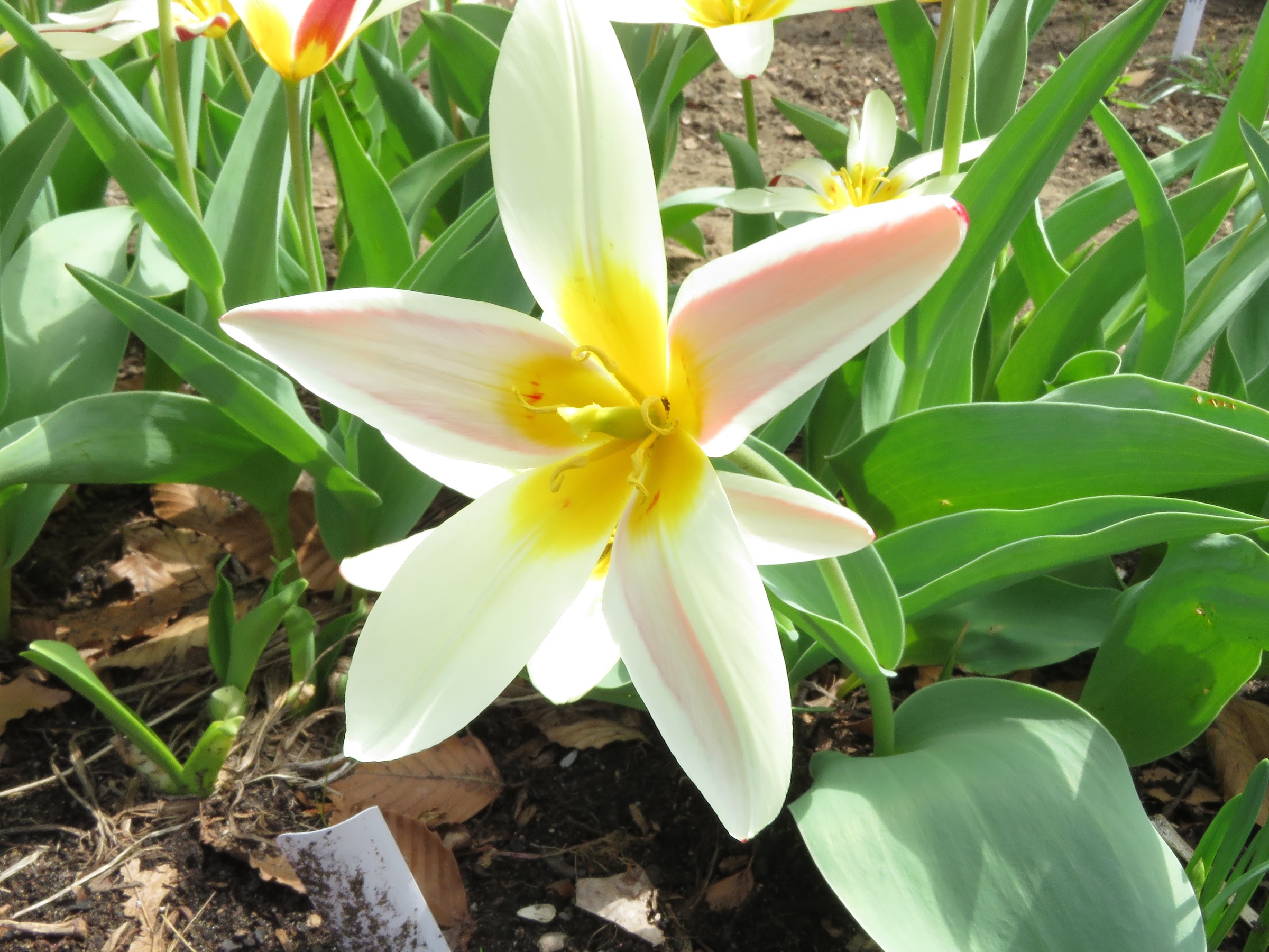 Tulipe, tulipes, Tulipe n&eacute;nuphar, Tulipa kaufmanniana 'Waterlily'