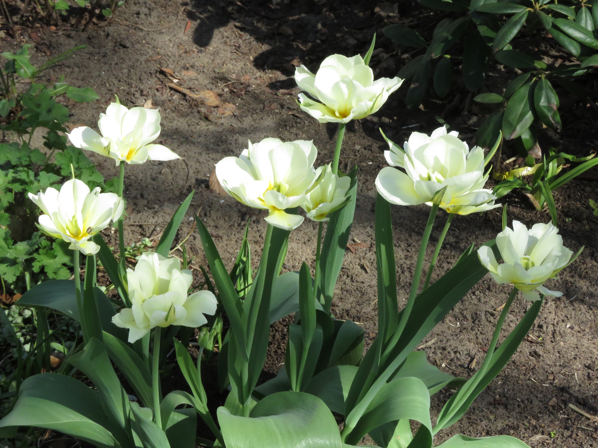 Tulipe, tulipes Tulipa fosteriana Exotic Purissima