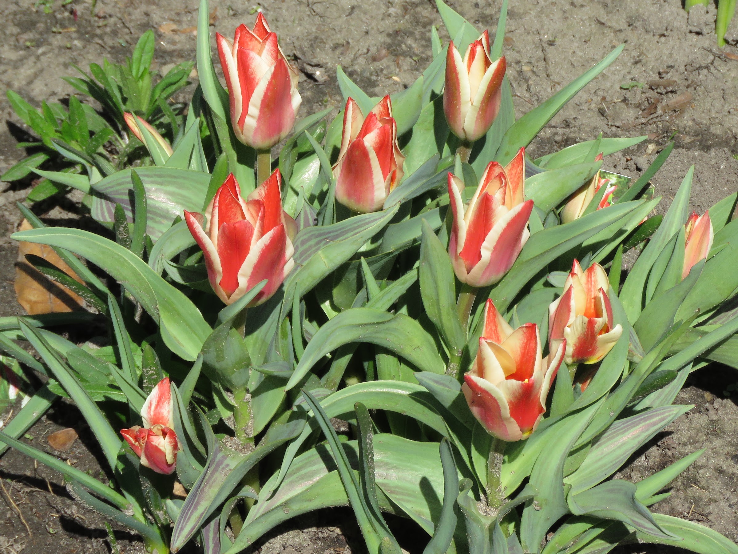 Tulipe, tulipes Tulipa greigii Pinocchio