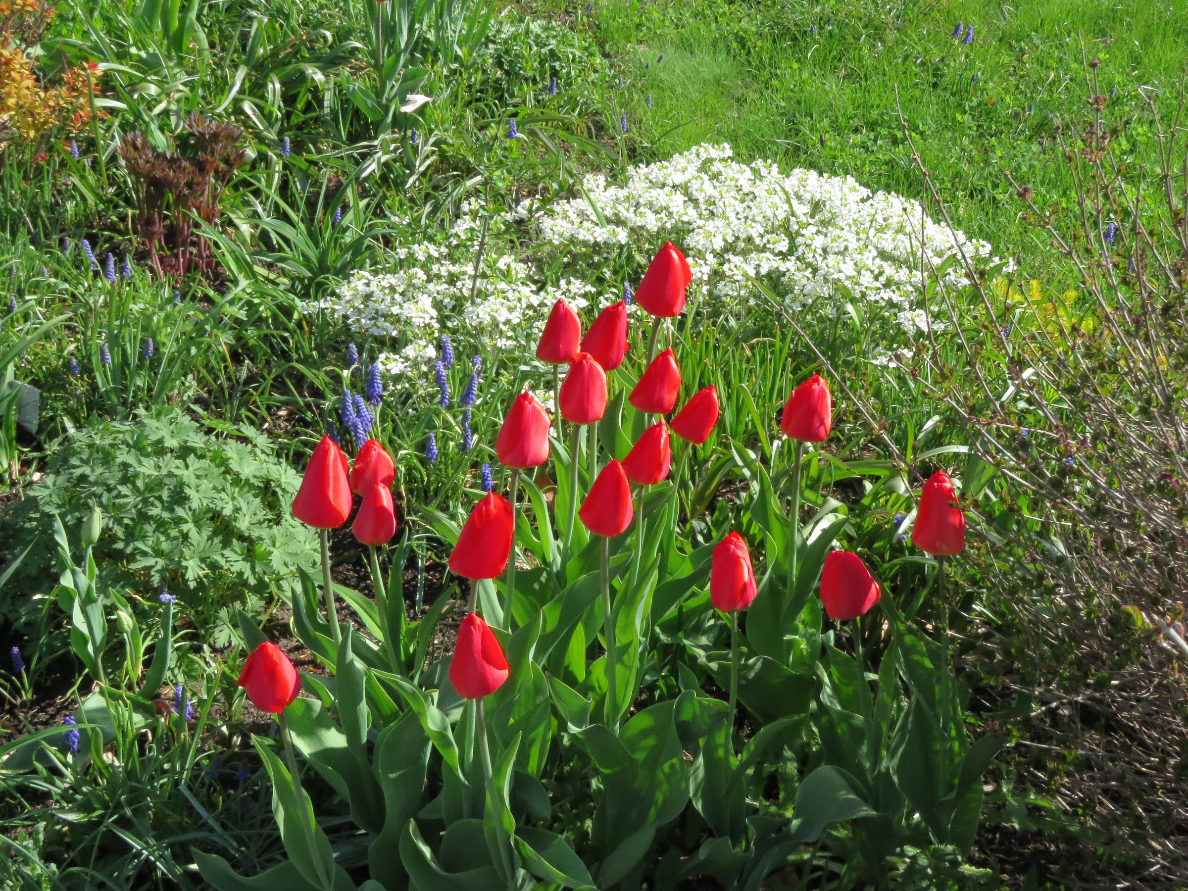 Tulipe, tulipes, Tulipa ×darwin 'Apeldoorn'