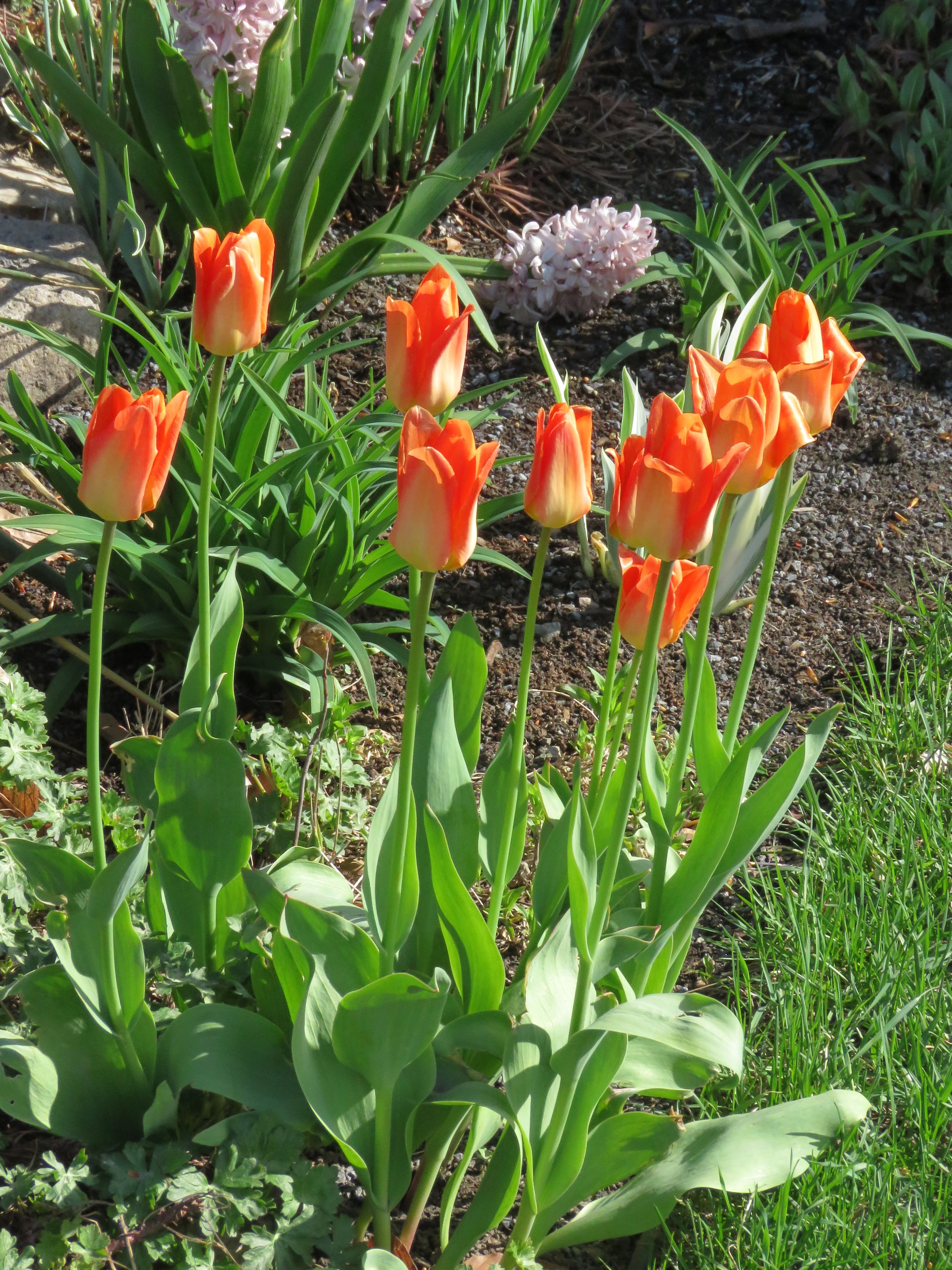 Tulipe, tulipes, Tulipa kaufmannia 'Early Harvest'