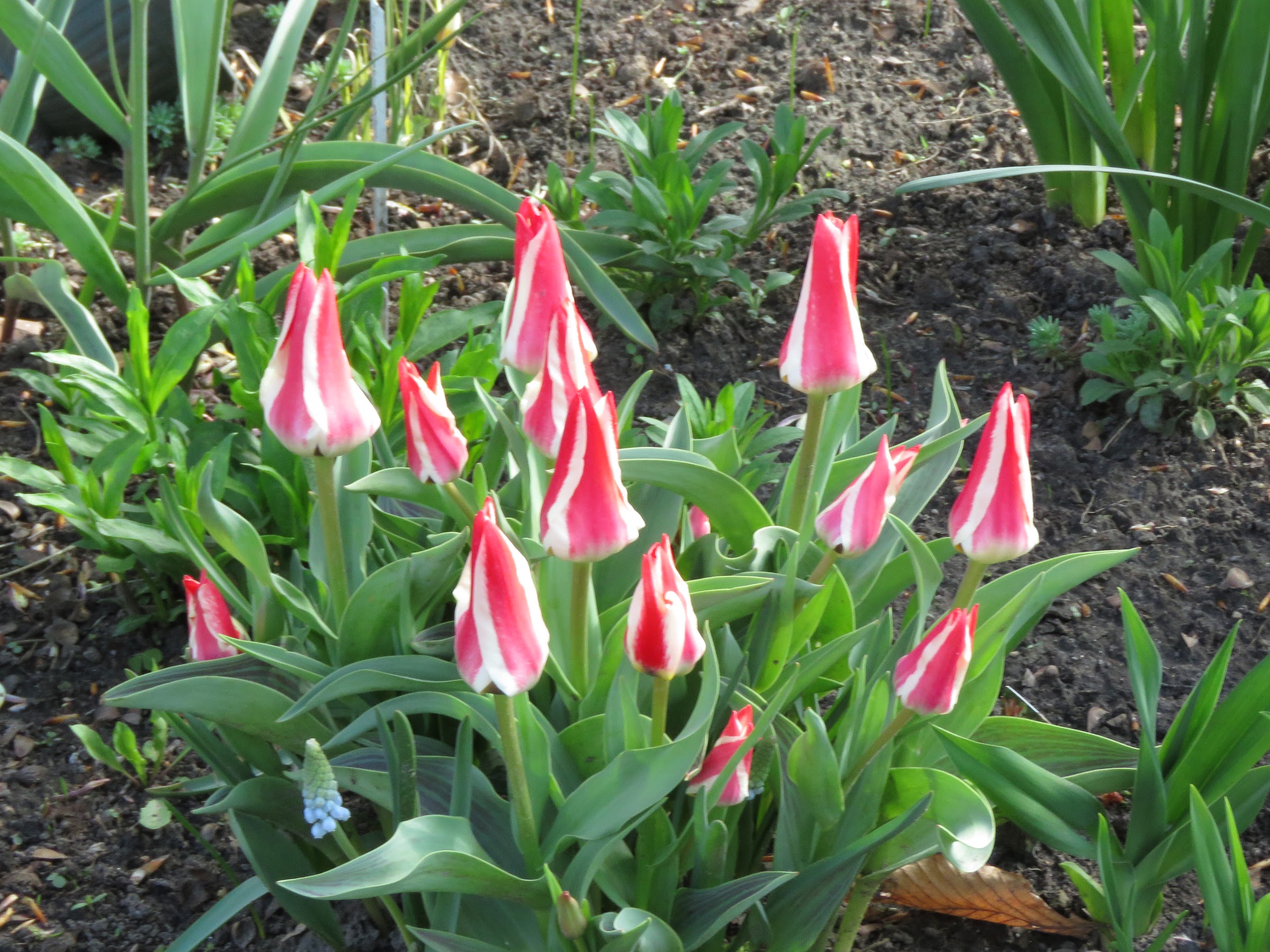 Tulipe, tulipes, Tulipa greigii 'Pinocchio'