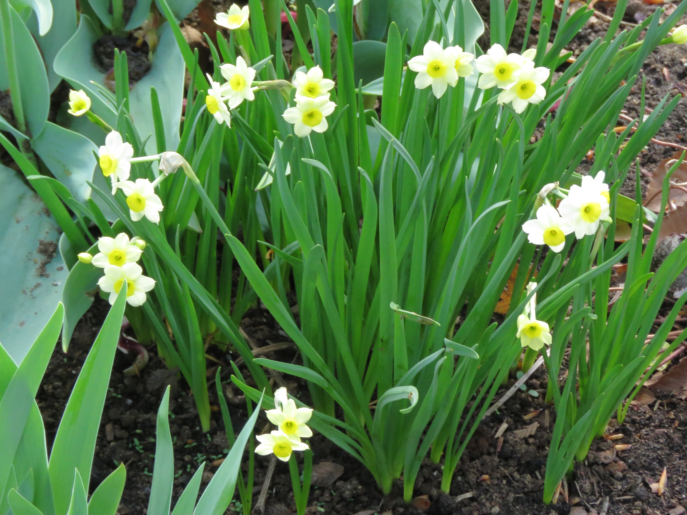 Narcisse Narcisse à bouquet, Narcisse de Constantinople, Narcisse tazette Narcissus tazetta Minnow