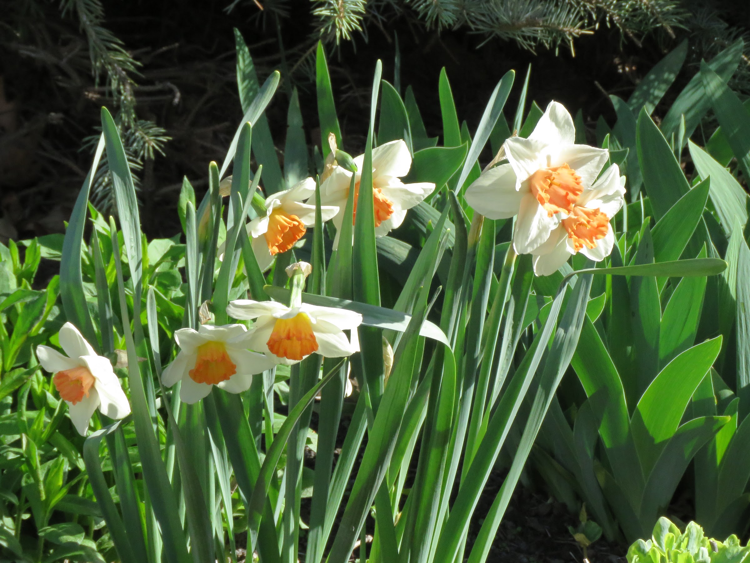Narcisses 'Cool Flame'