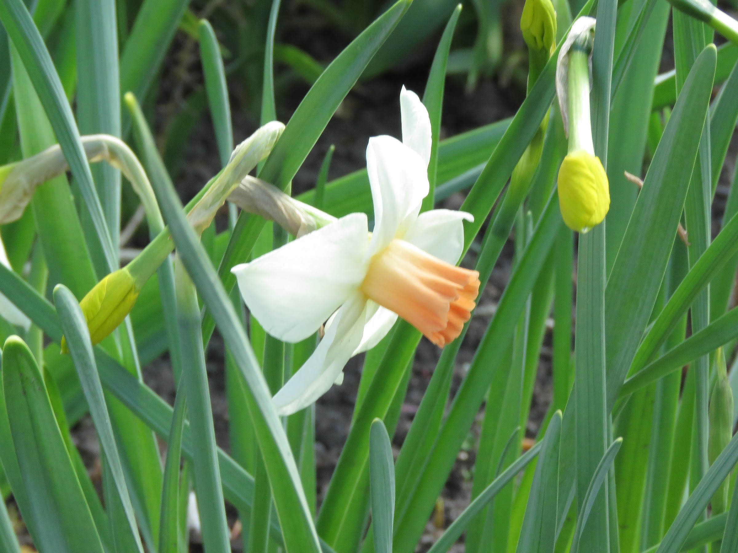 Narcisse Narcissus ×cyclamineus Kaydee