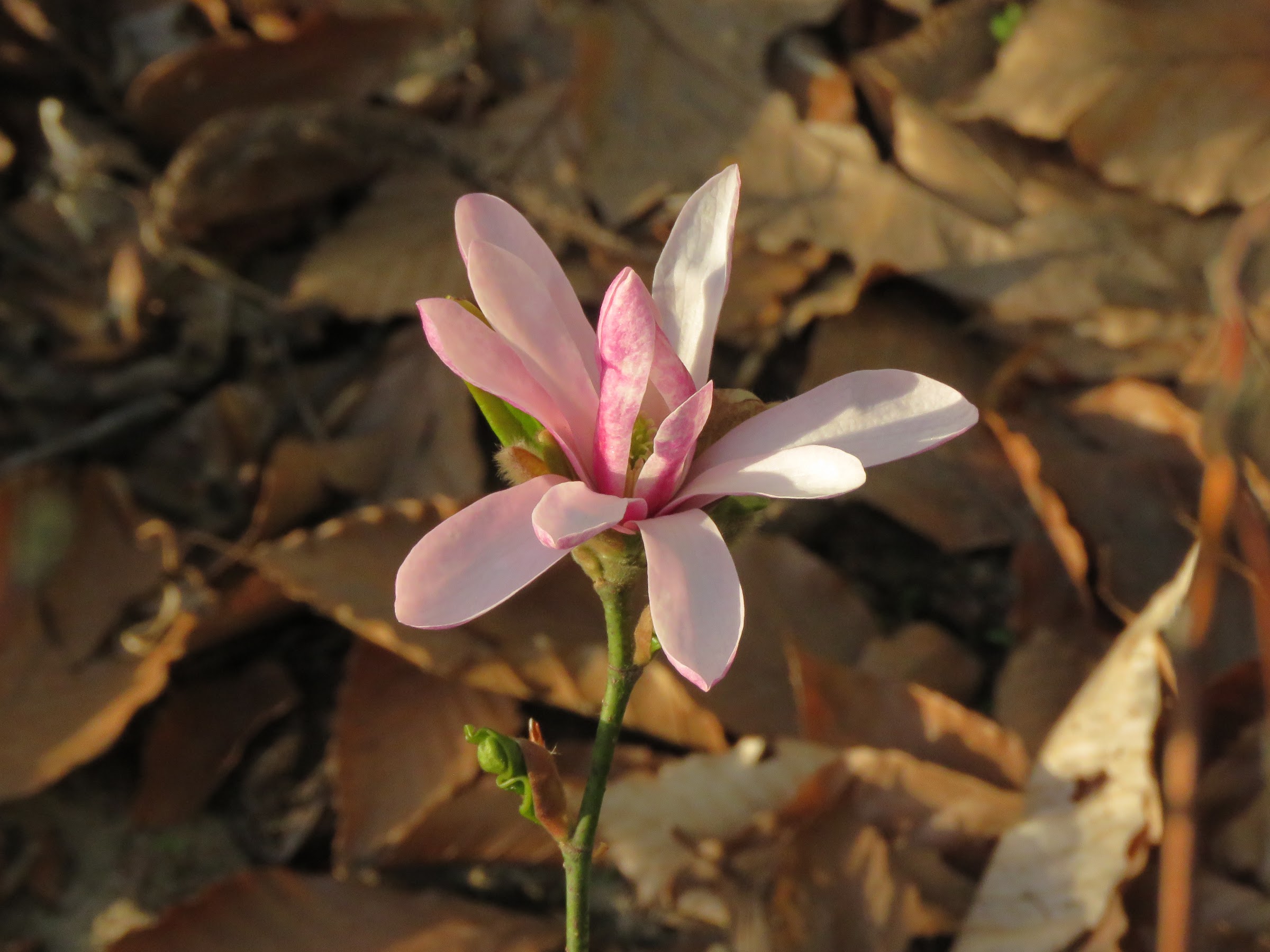 Magnolia ×loebneri Leonard Messel
