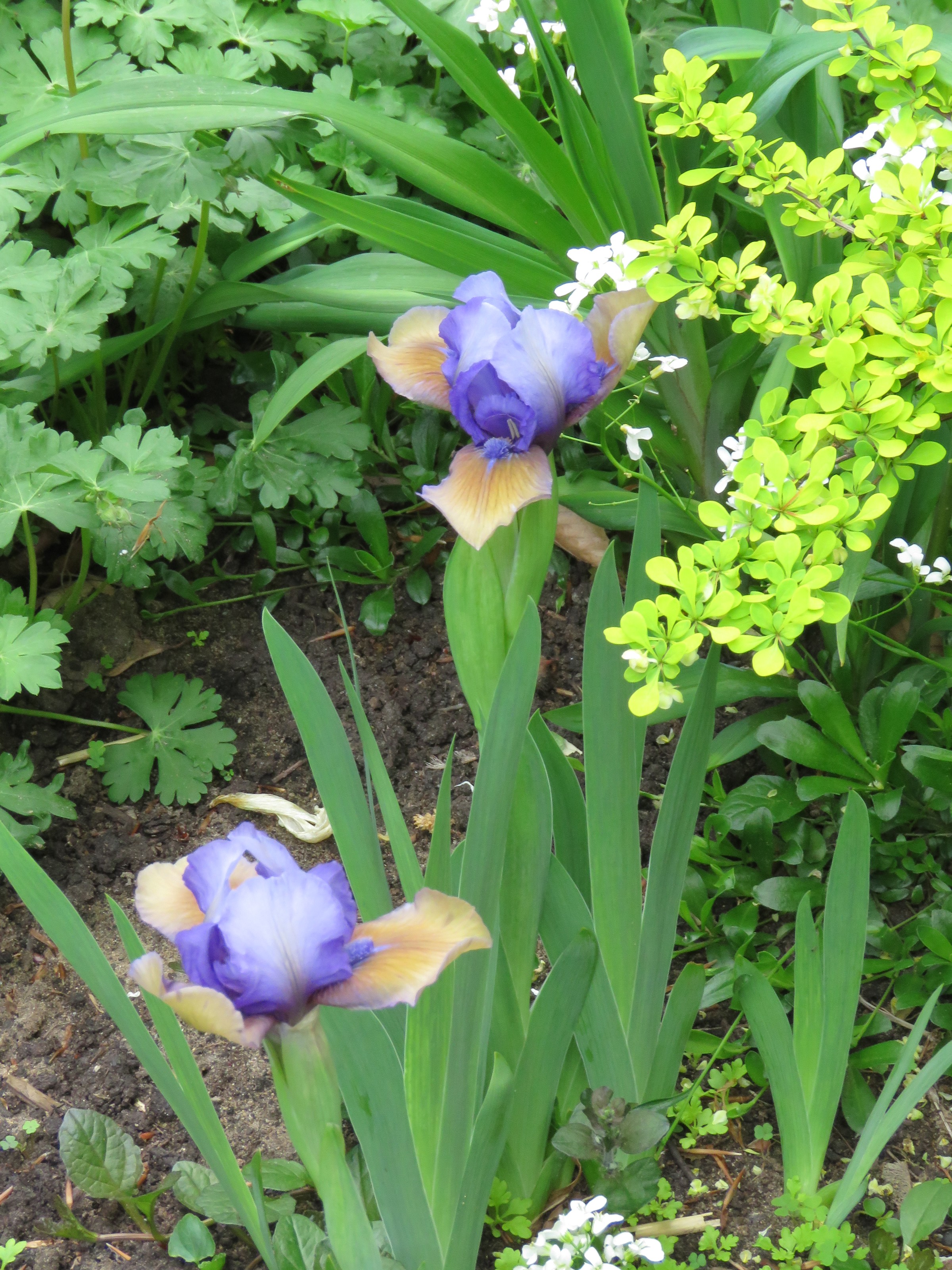 Iris d&rsquo;Allemagne, Iris barbu, Iris germanica 'Blueberry Tart'