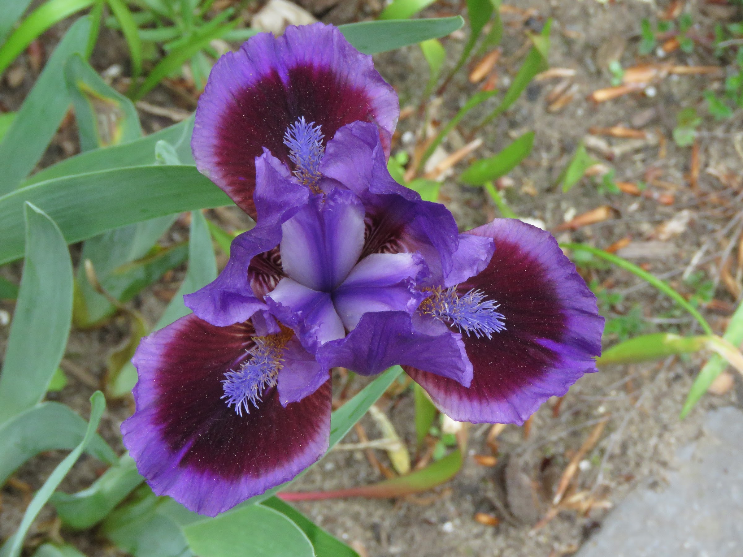 Iris nain, Iris pumila 'Autumn Jester'