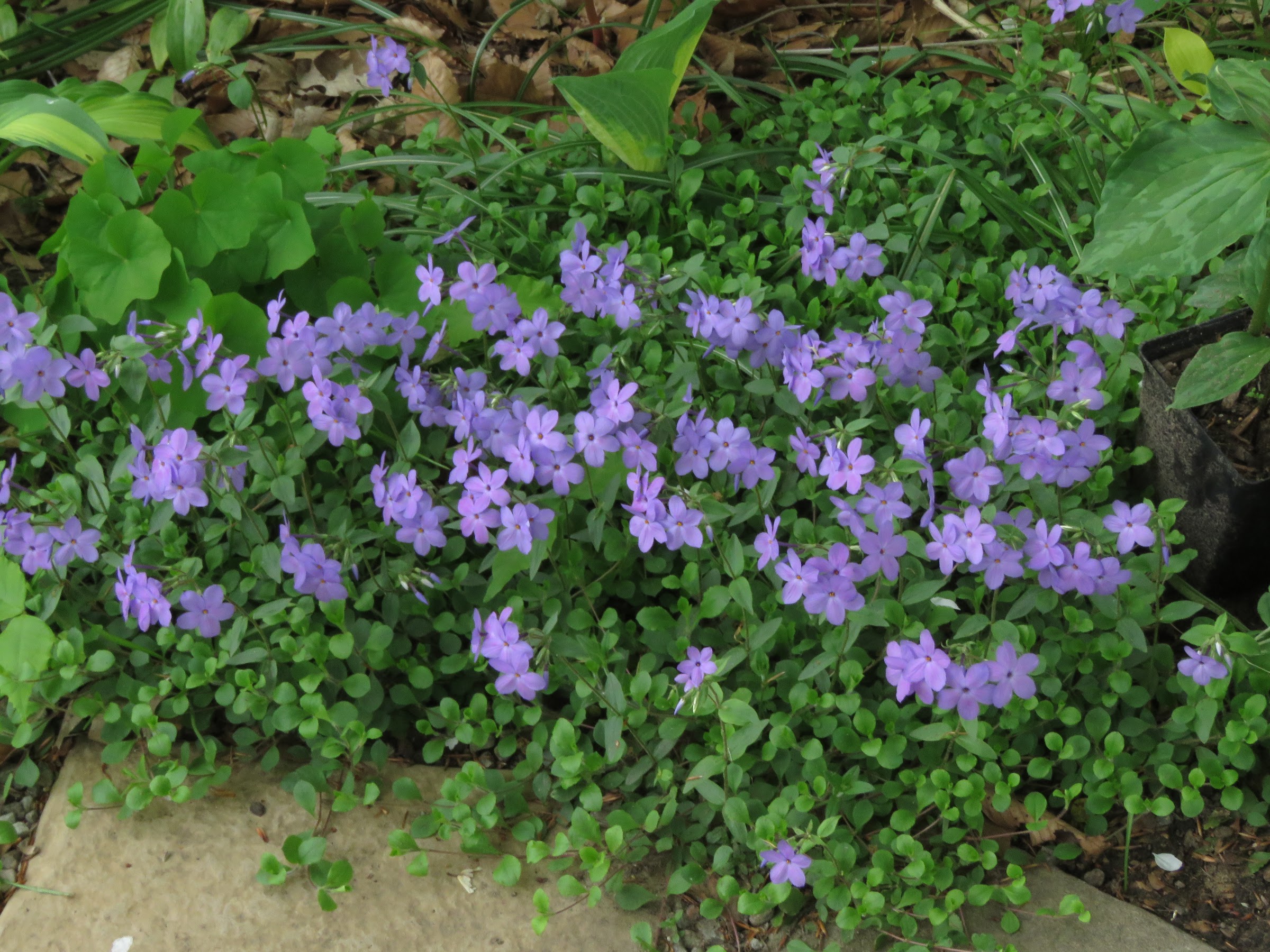 Phlox stolonifera Sherwood purple