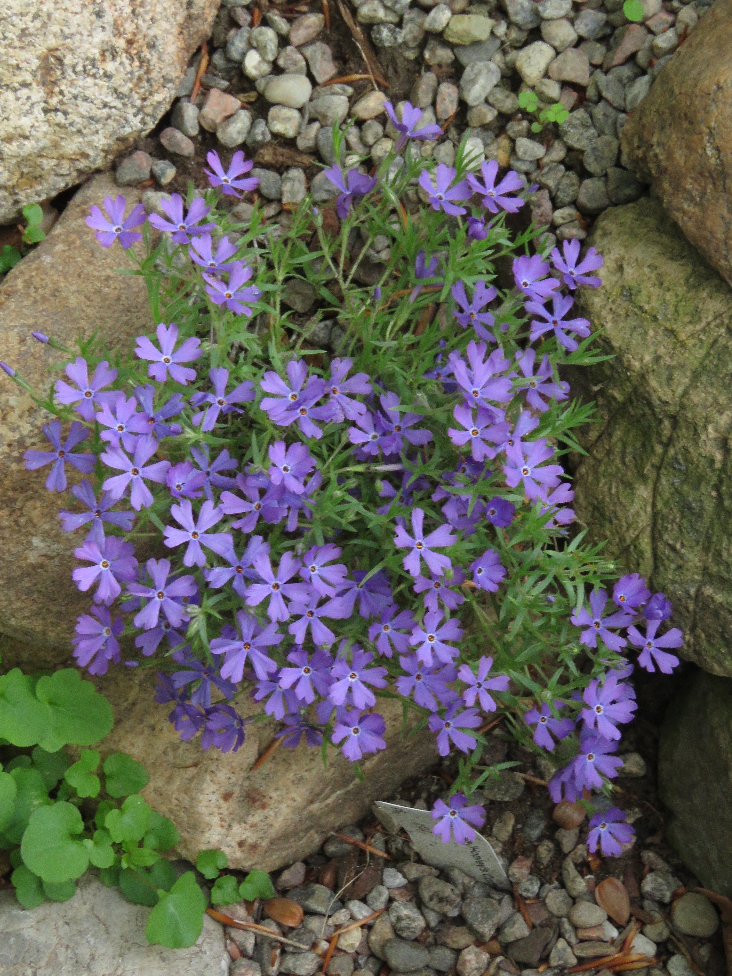 Phlox subulata 'Violet Pinwheels'