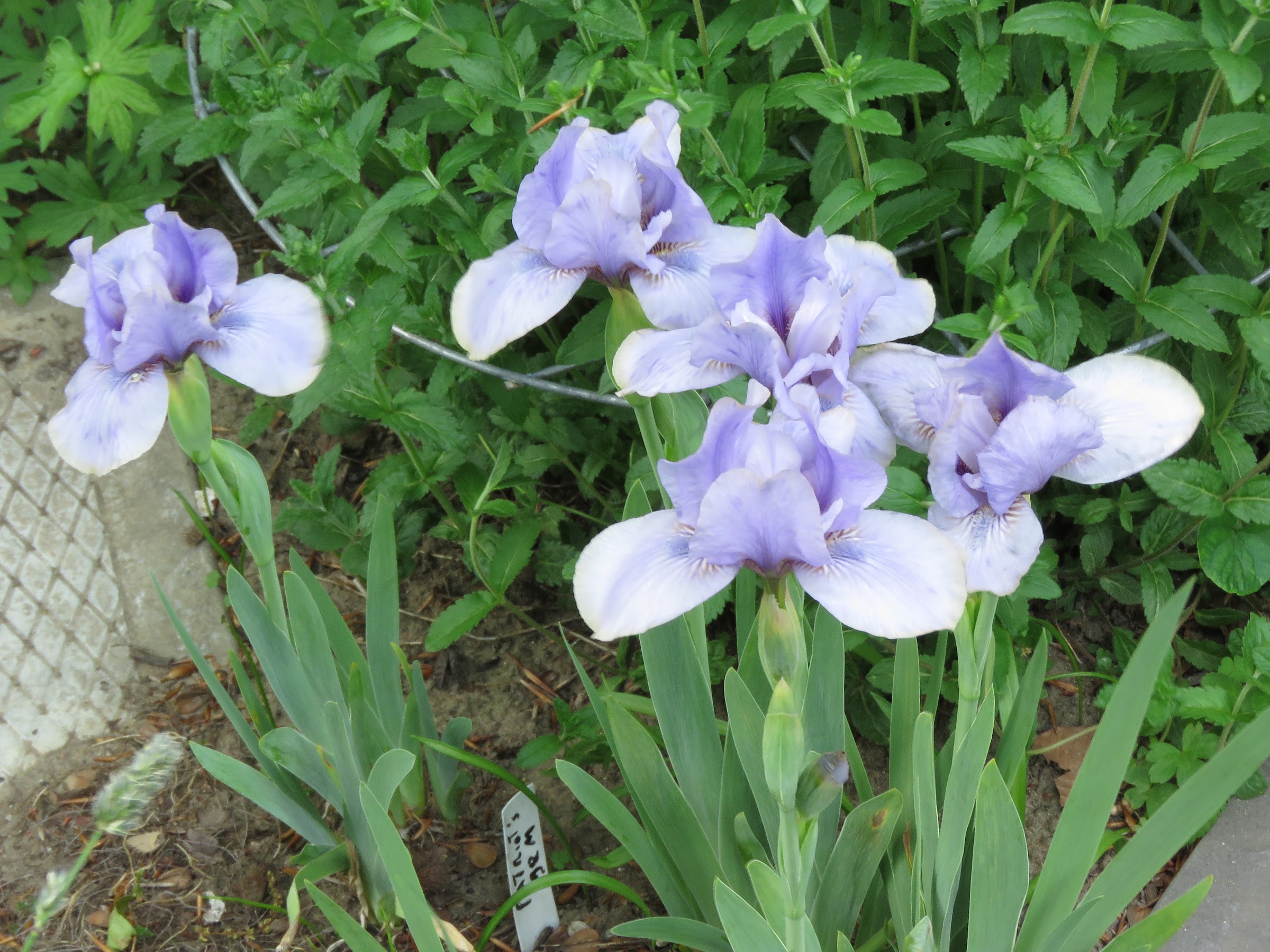 Iris d'Allemagne, Iris barbu Iris germanica Arilbred Patriot's gem