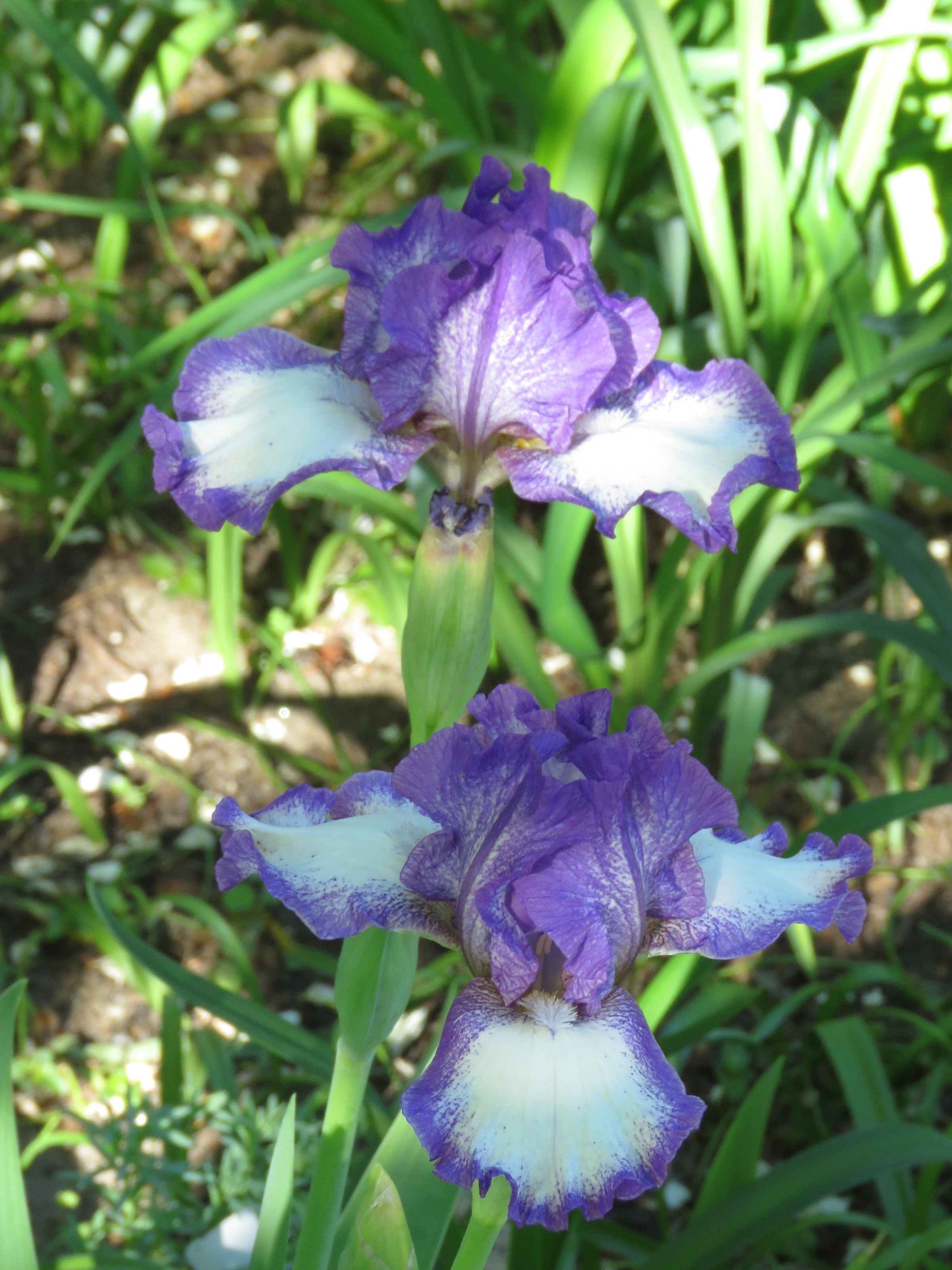 Iris d'Allemagne, Iris barbu Iris germanica Cee Jay