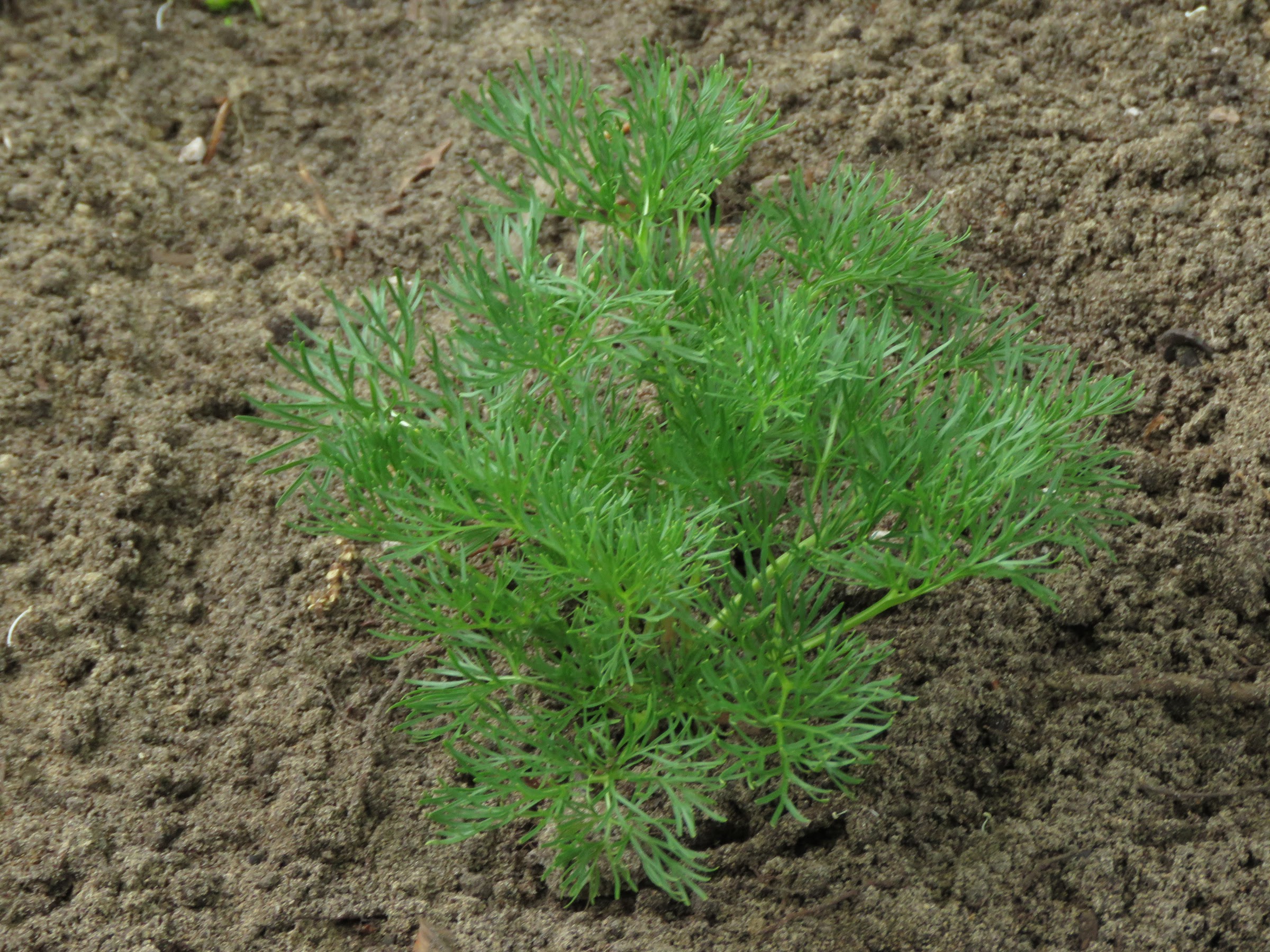Pivoine Paeonia tenuifolia Lithophila