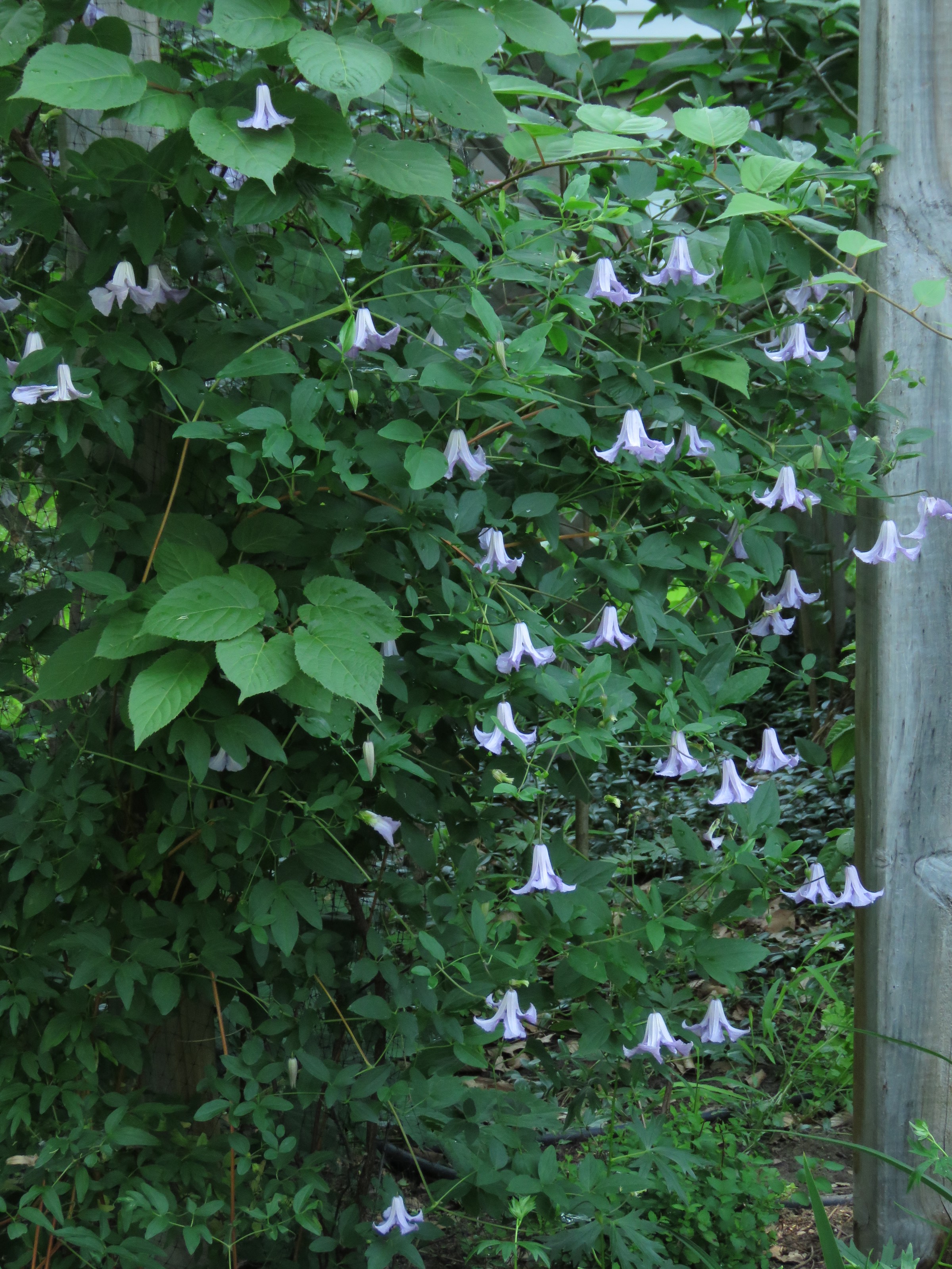 Cl&eacute;matite, Clematis viticella 'Betty Corning'