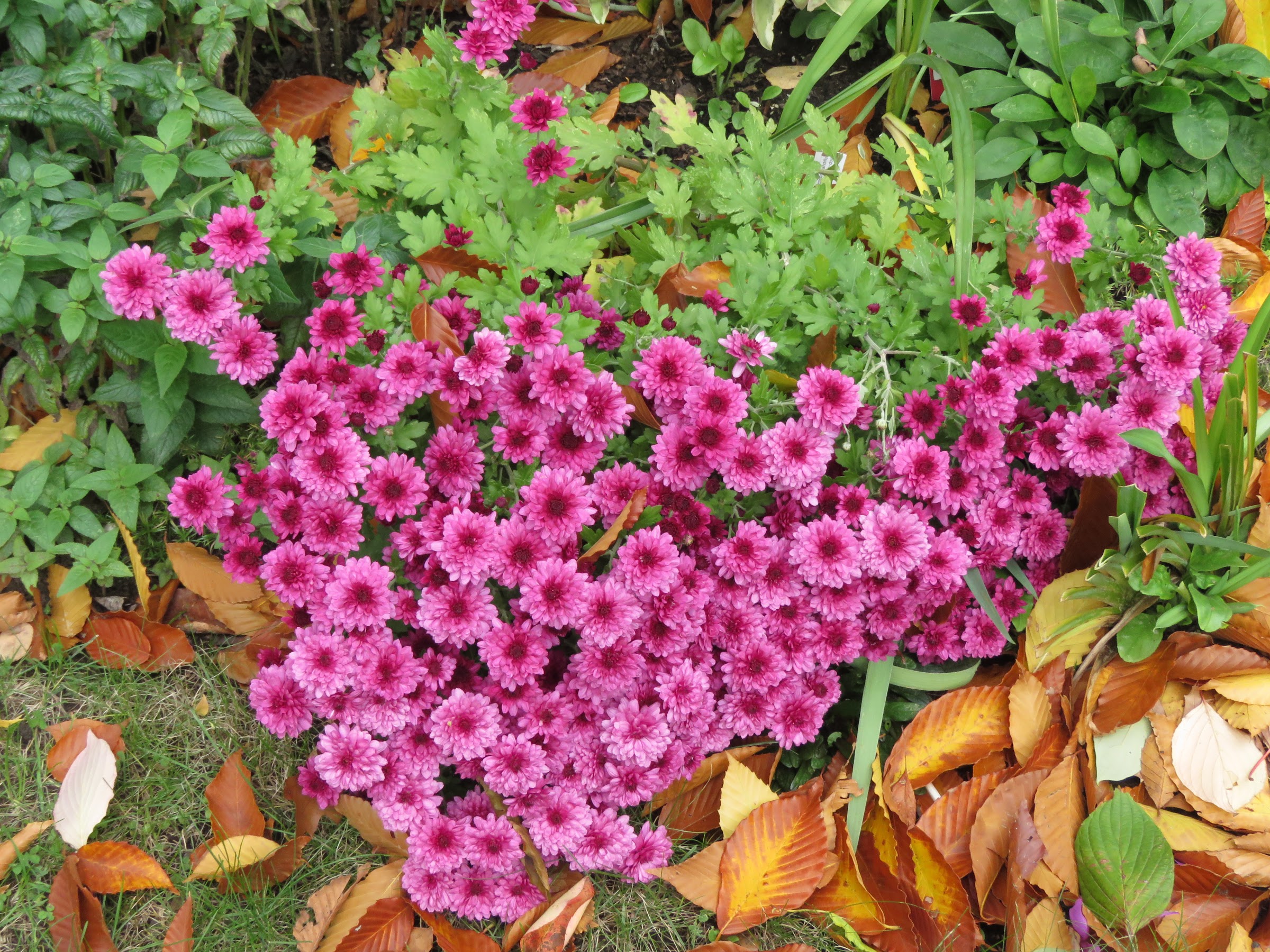 Chrysanthème Chrysanthemum morifolium Chelsey pink