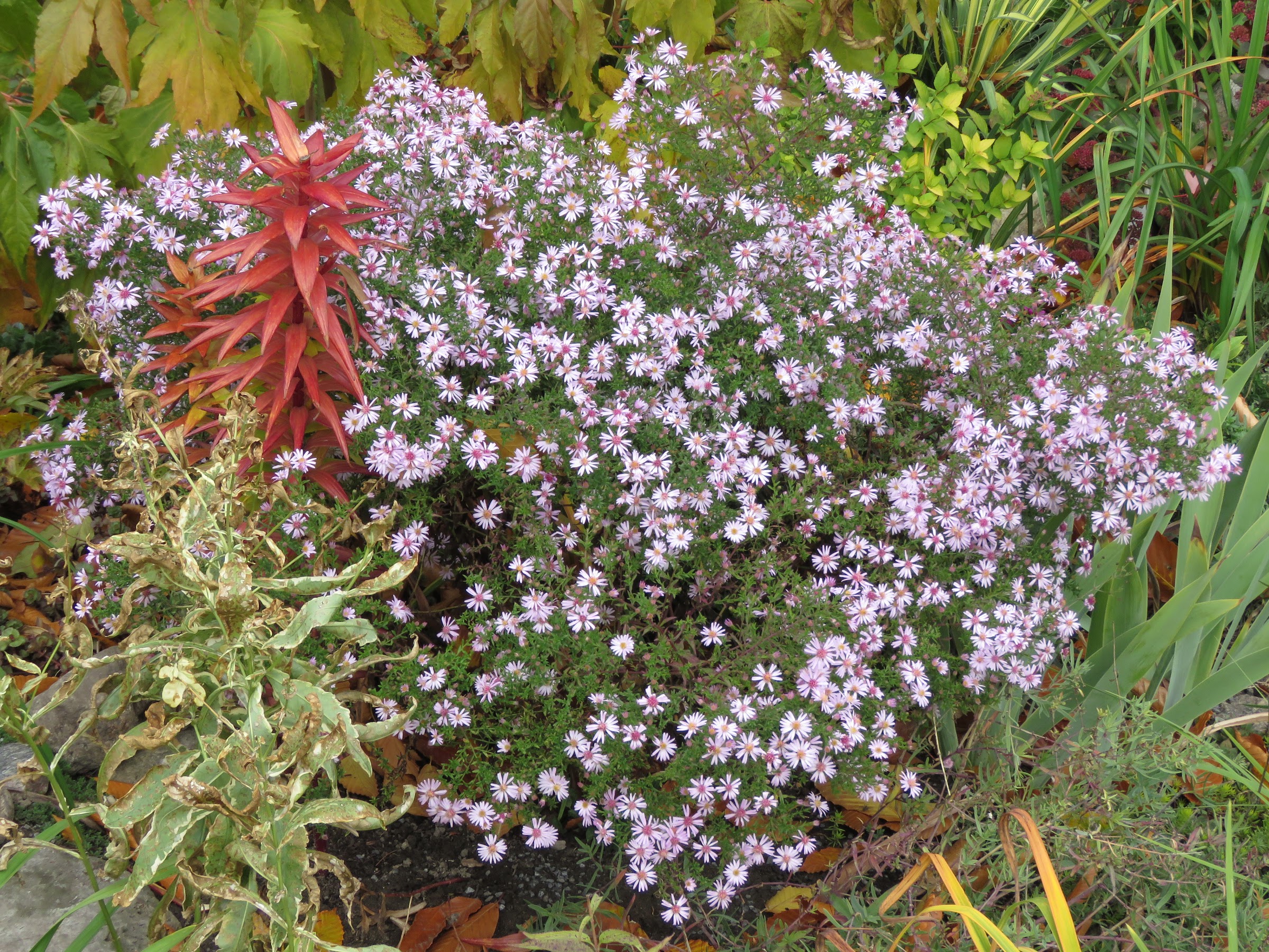 Aster de Nouvelle-Angleterre Aster lateriflorus Coombe Fishacre