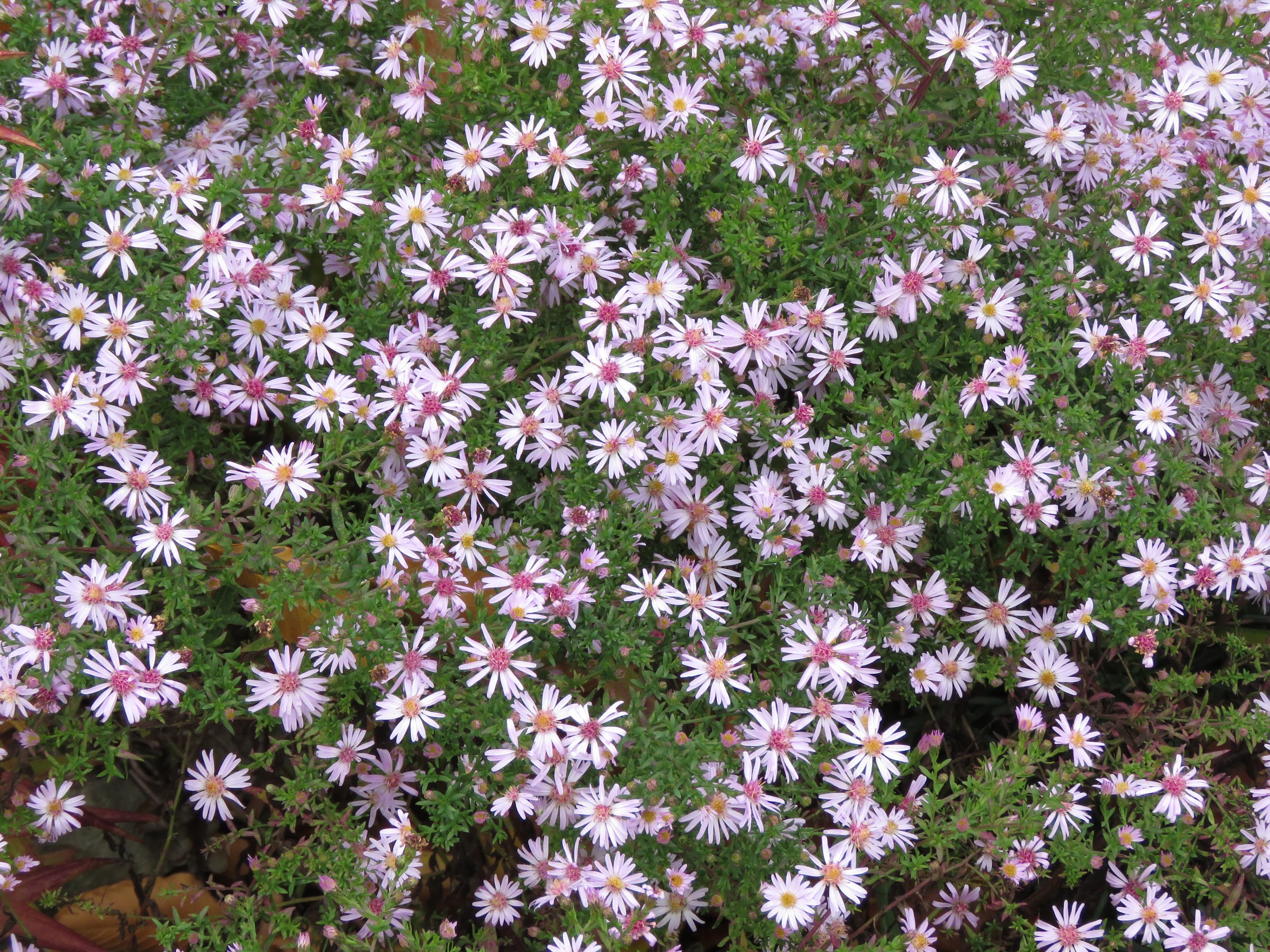 Aster de Nouvelle&#8211;Angleterre, Aster lateriflorus 'Coombe Fishacre'