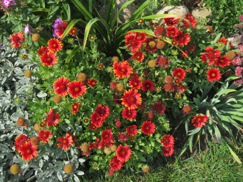 Gaillarde Gaillarde à grandes fleurs Gaillardia ×grandiflora Arizona Red Shades
