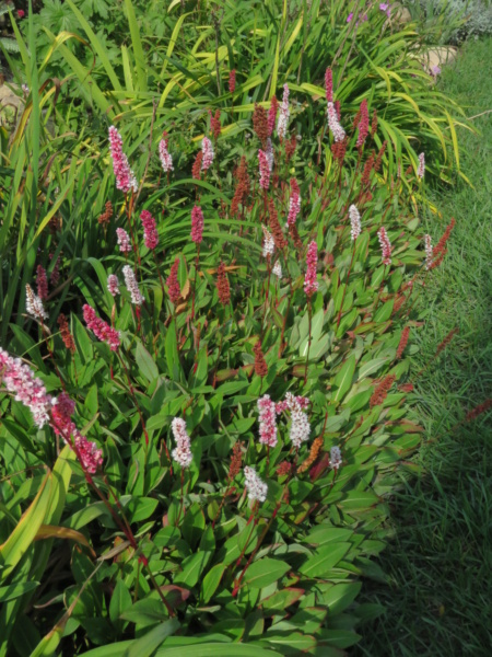 Persicaire, Persicaria affinis 'Darjeeling Red'