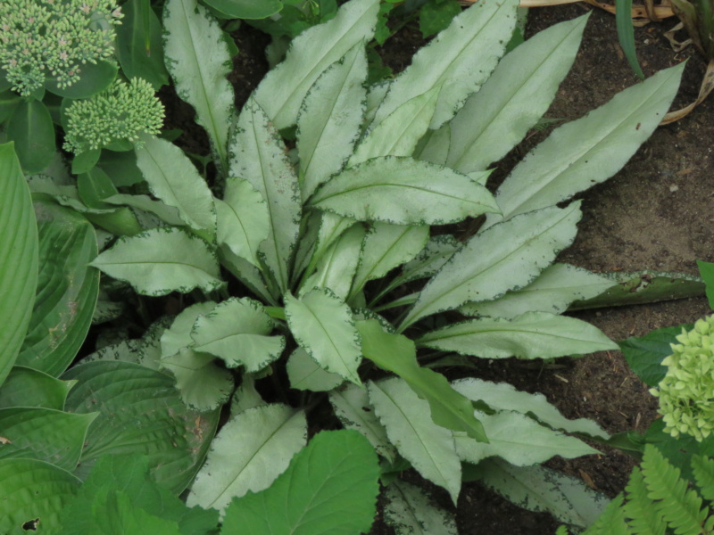 Pulmonaire, Pulmonaire &agrave; longues feuilles, Pulmonaria longifolia 'Diana Clare'