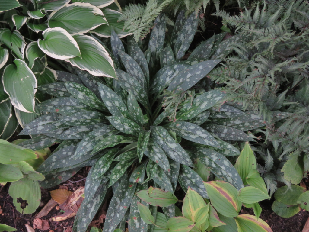 Pulmonaire, Pulmonaire &agrave; longues feuilles, Pulmonaria longifolia 'Raspberry Splash'