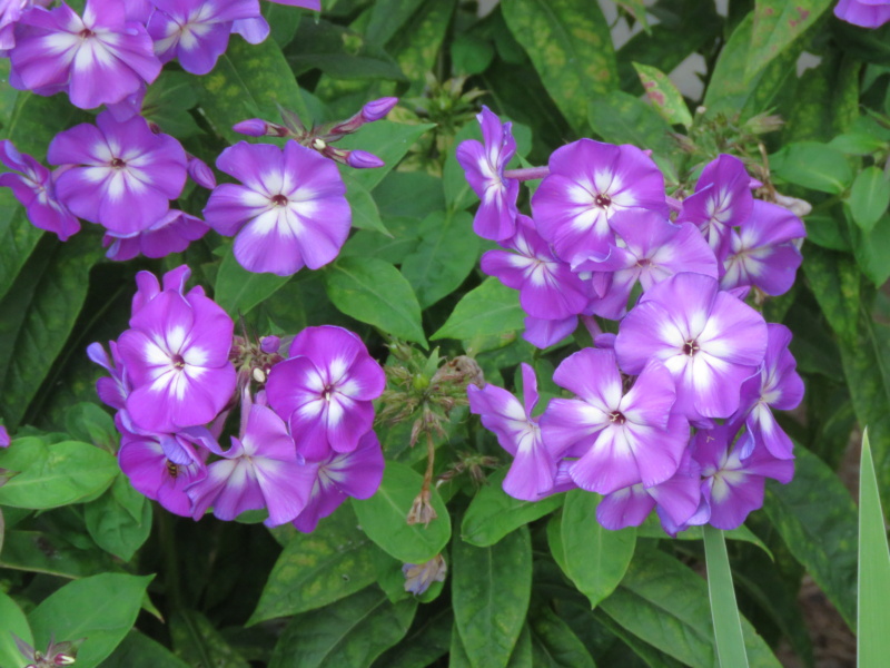 Phlox paniculé, phlox des jardins Phlox paniculata Purple Kiss