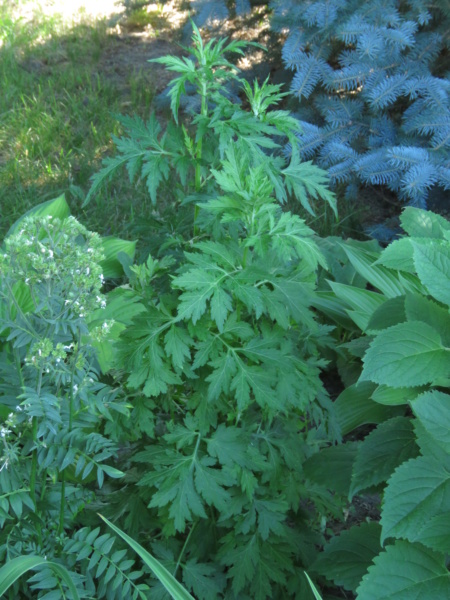 Armoise, Artemisia lactiflora 