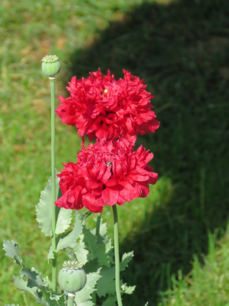 Pavot, Pavot somnif&egrave;re, pavot &agrave; opium, pavot des jardins, Papaver somniferum '&agrave; fleur double rouge'