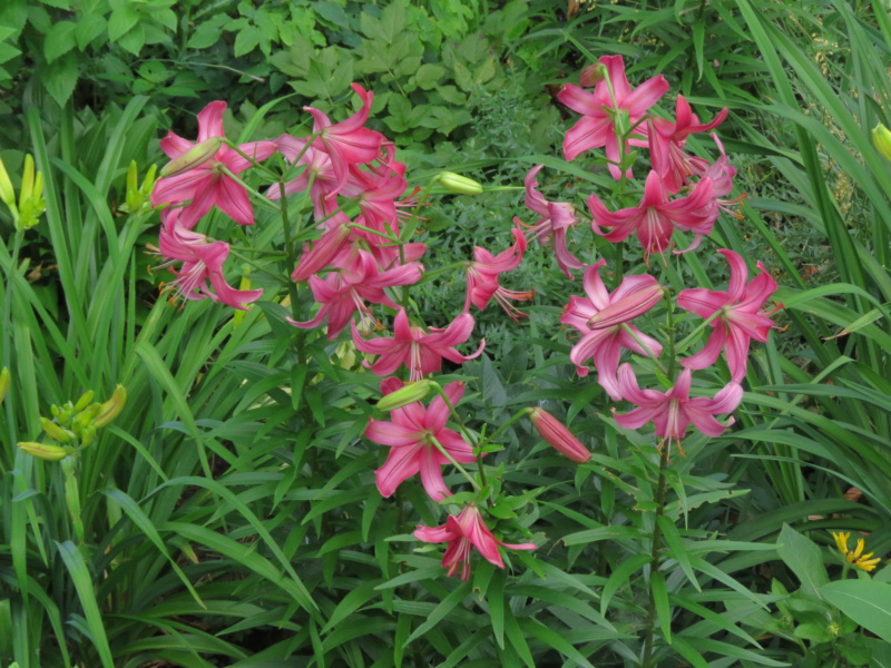 Lys Asiatique Lilium ×asiatique Pink Flight