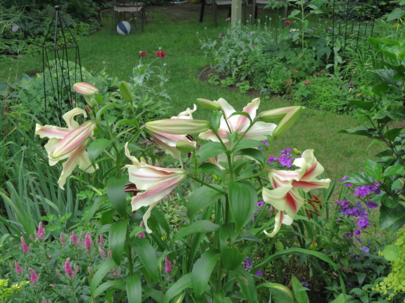 Lys Oriental x Trumpet Lilium ×orienpet Lavon