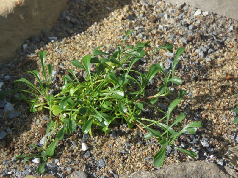 Globulaire, Globulaire &agrave; feuilles en cœur, Globularia cordifolia 'repens nana'