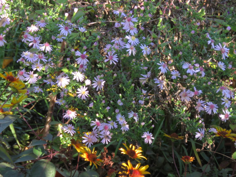 Aster de Nouvelle&#8211;Angleterre, Aster lateriflorus 'Coombe Fishacre'