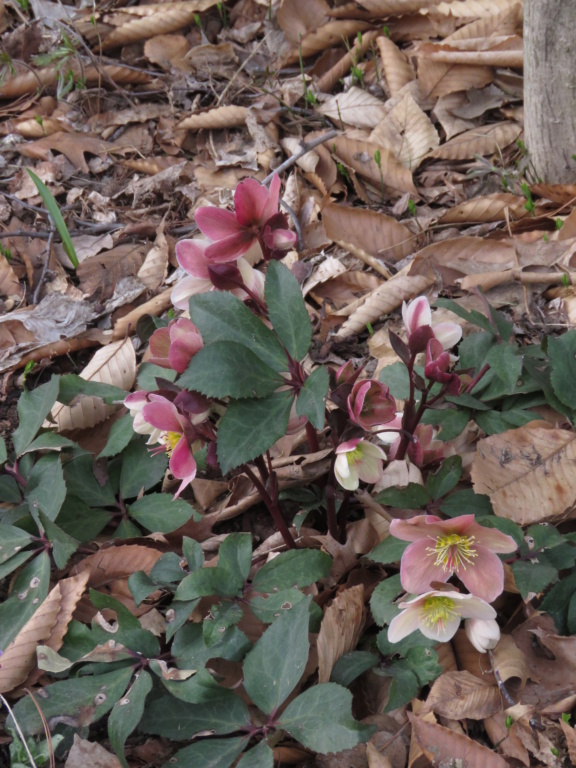 Hellébore Helleborus ×ballardiae HGC Pink frost