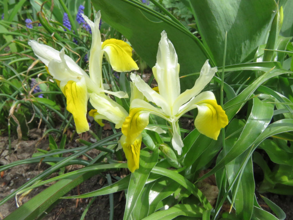 Iris bucharica 