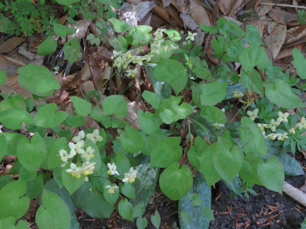 Epimède, fleur des elfes, Épimédium Epimedium ×versicolor sulphureum