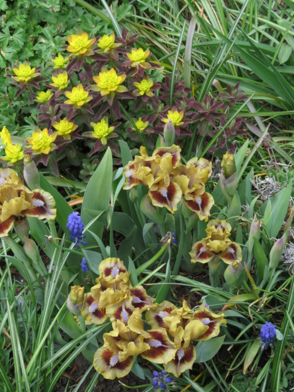 Iris d&rsquo;Allemagne, Iris barbu, Iris germanica 'Eye of newt'