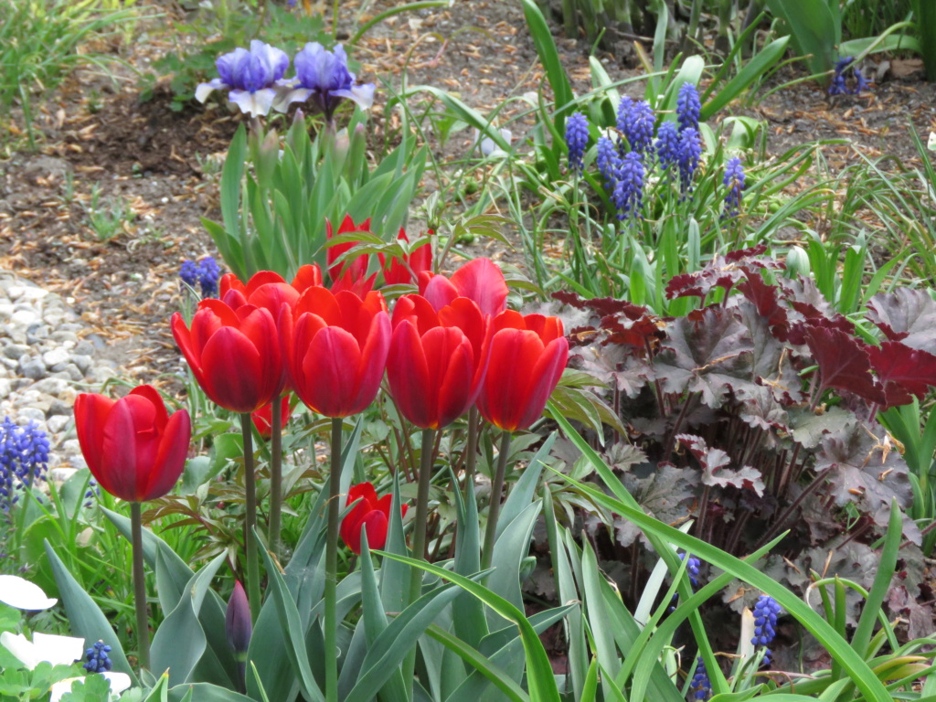 Tulipe, tulipes, Tulipa 'triomphe Couleur Cardinal'