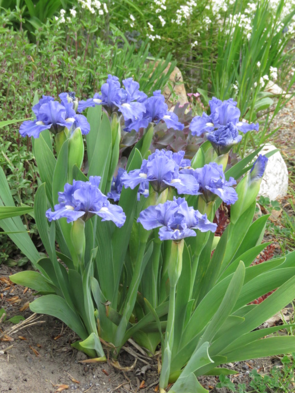 Iris d&rsquo;Allemagne, Iris barbu, Iris germanica 'Tanzanite'