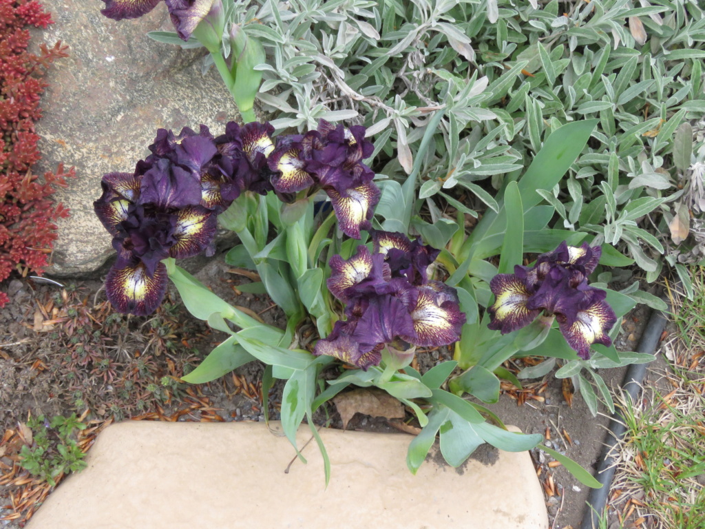 Iris d&rsquo;Allemagne, Iris barbu, Iris germanica 'Ruby Eruption'