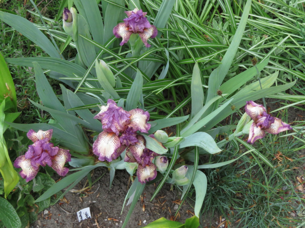 Iris d&rsquo;Allemagne, Iris barbu, Iris germanica 'Missish'