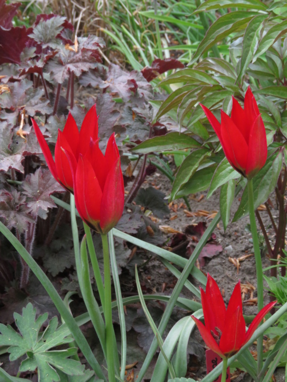 Tulipe, tulipes, Tulipa orphanidea 'Lizzy'