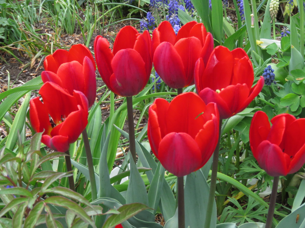 Tulipe, tulipes, Tulipa 'triomphe Couleur Cardinal'