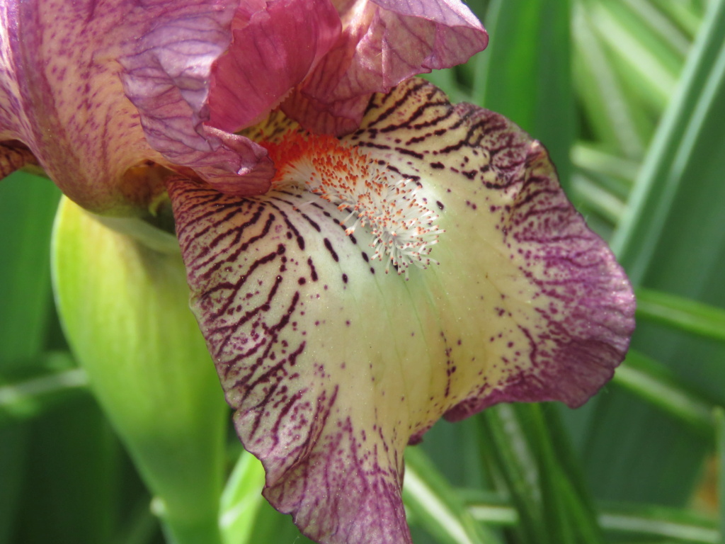 Iris nain Iris pumila Missish