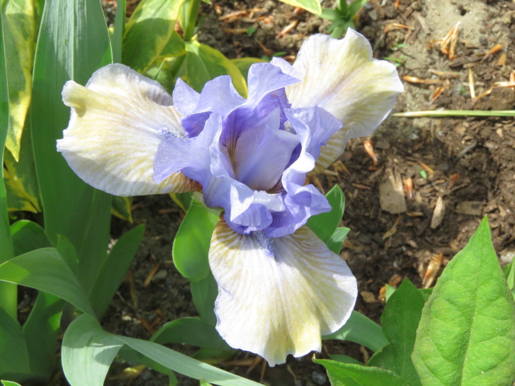 Iris d&rsquo;Allemagne, Iris barbu, Iris germanica 'Blueberry Tart'
