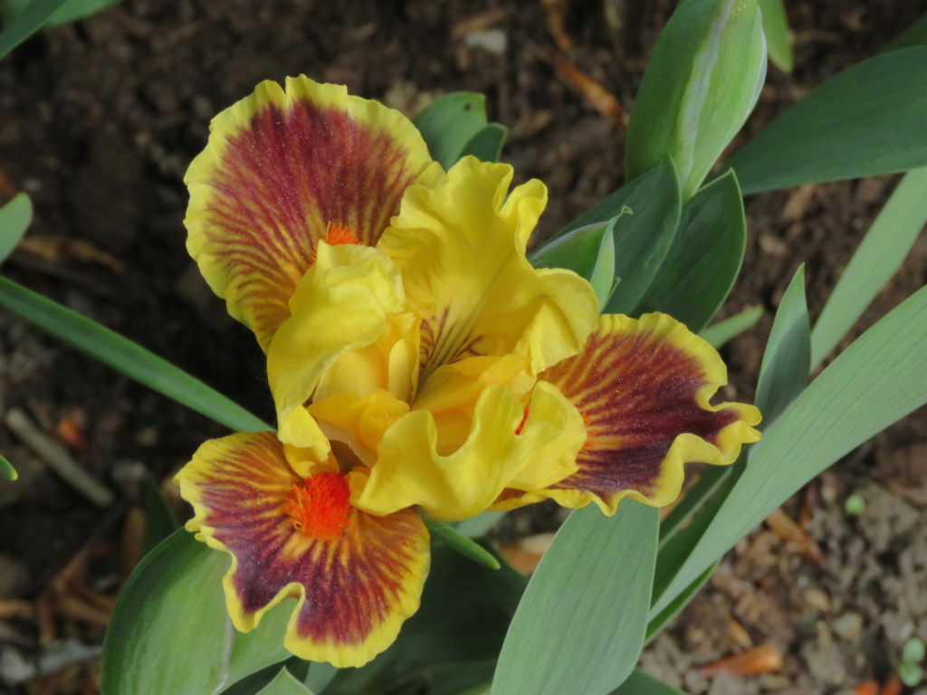 Iris d&rsquo;Allemagne, Iris barbu, Iris germanica 'Zooboomafoo'