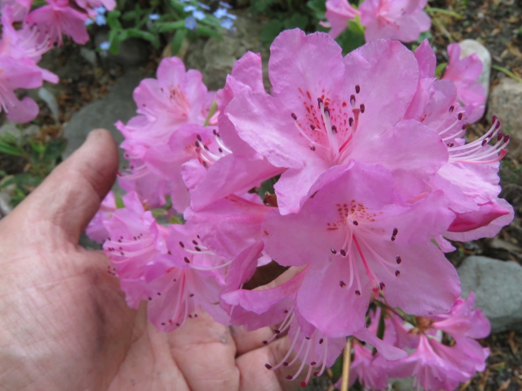Rhododendron Little Olga