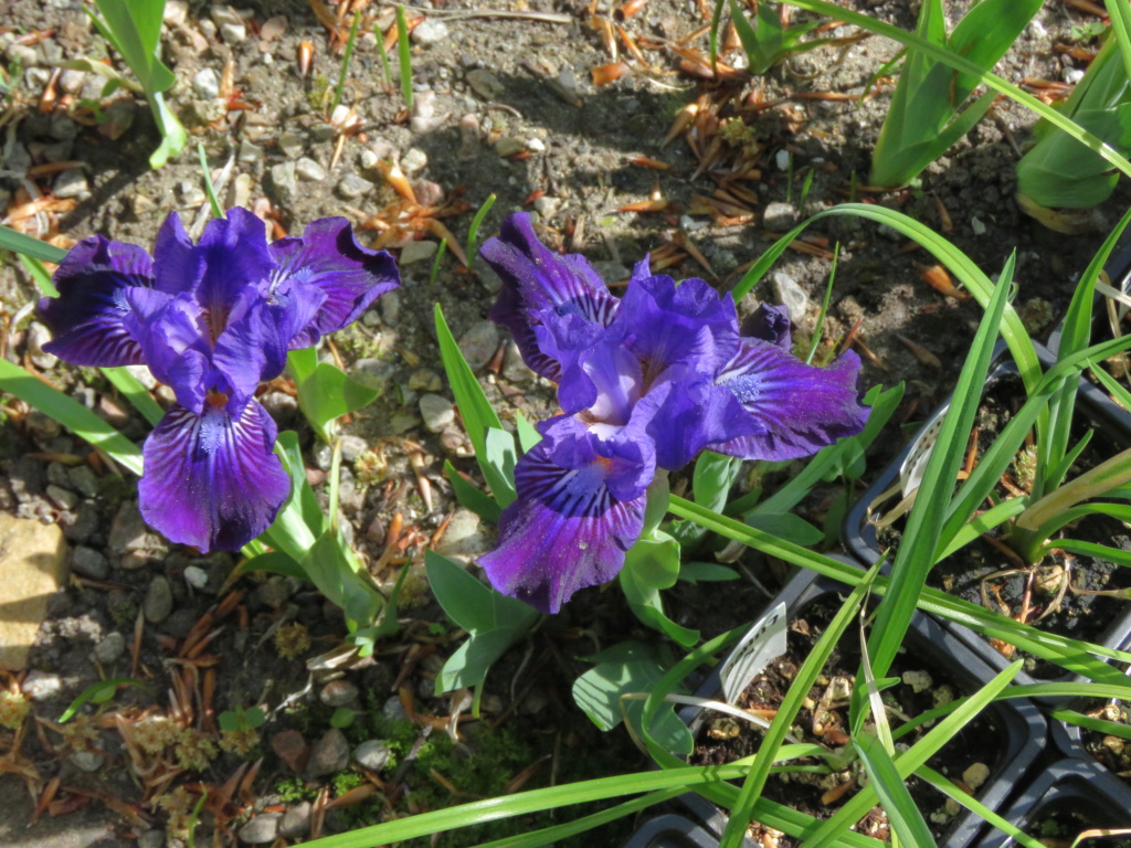 Iris nain, Iris pumila 'Autumn Jester'