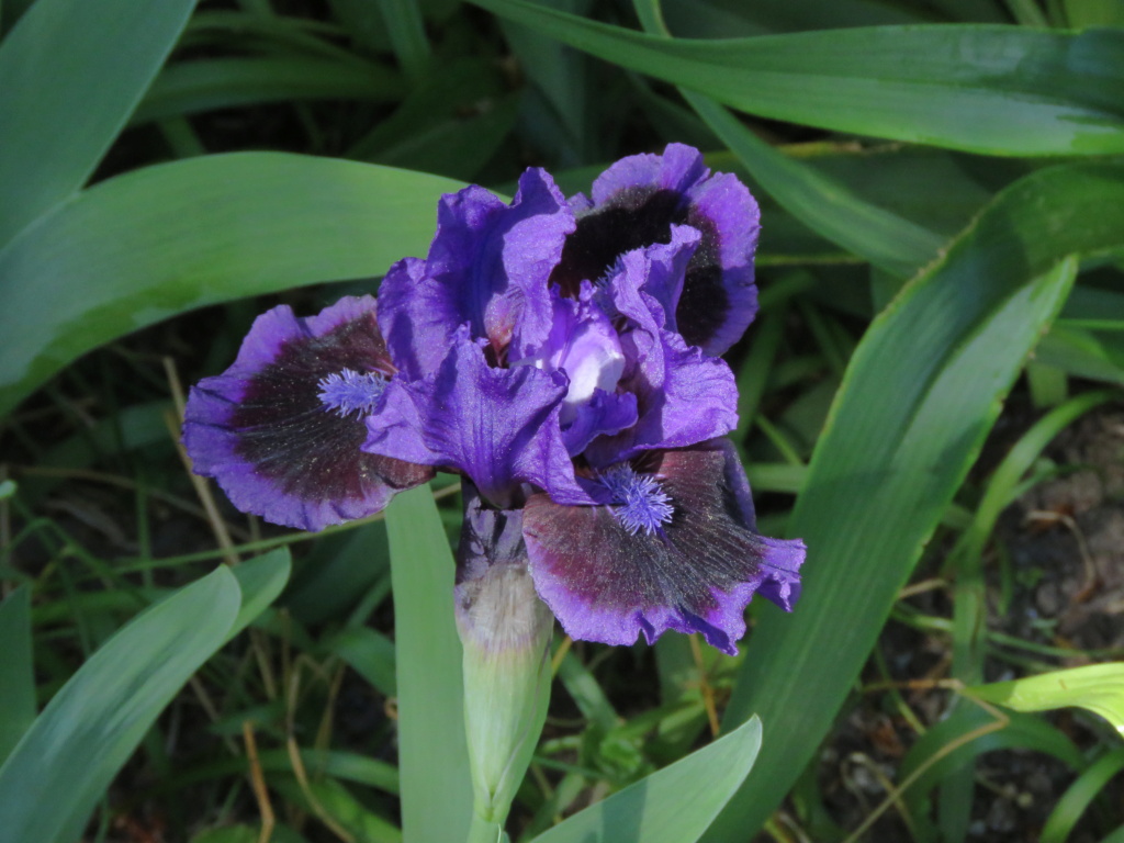 Iris d'Allemagne, Iris barbu Iris germanica Star In The Night