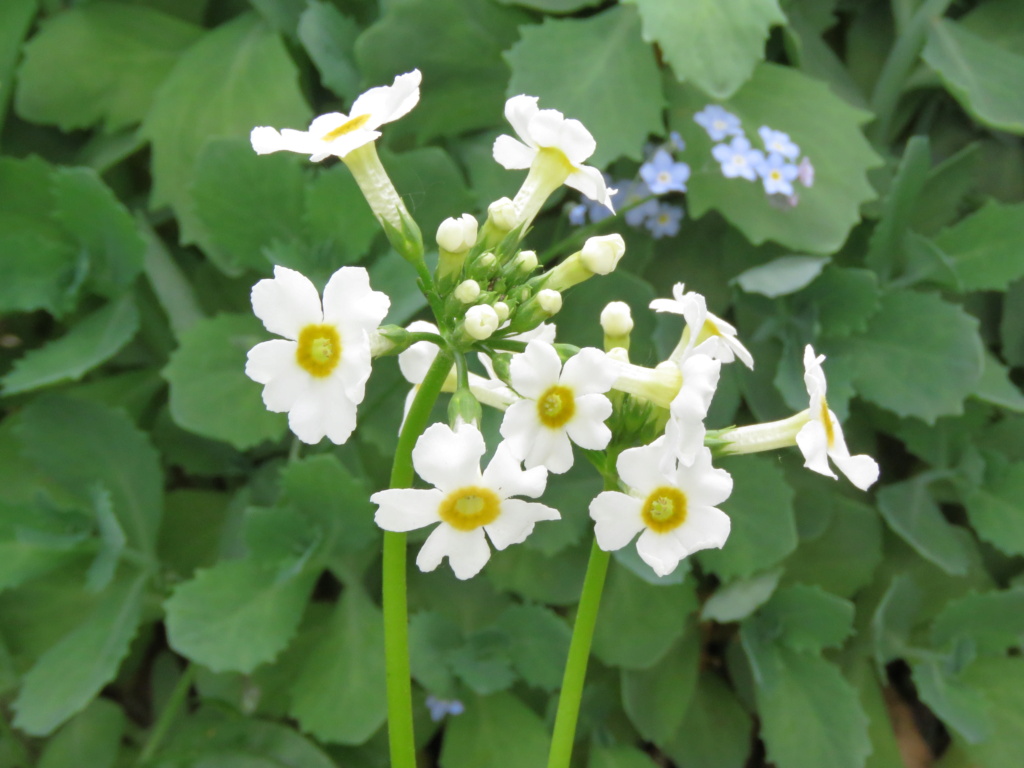 Primev&egrave;re, primulas, Primev&egrave;re du Japon, Primula japonica 'Postford White'