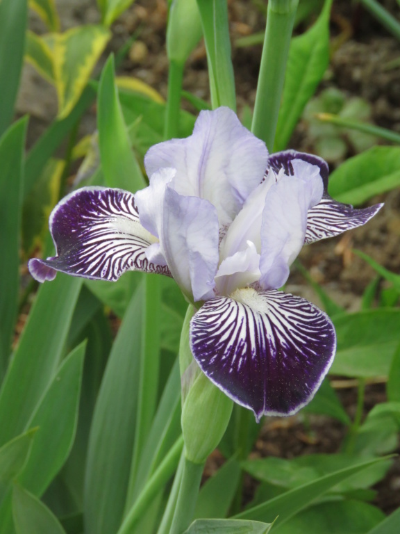 Iris d'Allemagne, Iris barbu Iris germanica Hoosier Belle